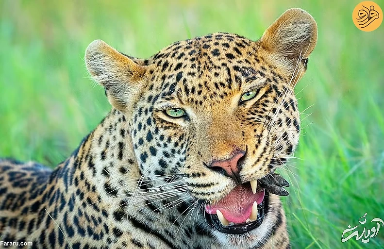 (تصاویر) (تصاویر)